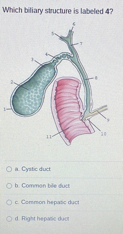 Solved: Which biliary structure is labeled 4? 1 a. Cystic duct b ...