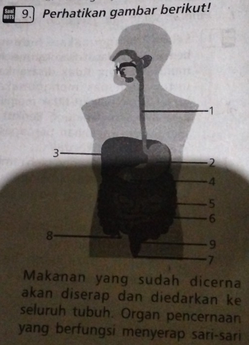 Perhatikan gambar berikut! 
Makanan yang sudah dicerna 
akan diserap dan diedarkan ke 
seluruh tubuh. Organ pencernaan 
yang berfungsi menyerap sari-sari