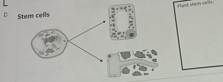 Plant stem cells: 
D