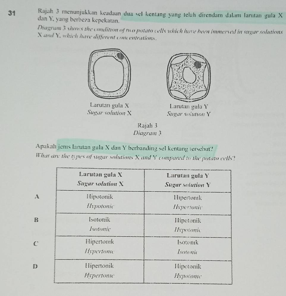 Rajah 3 menunjukkan keadaan dua sel kentang yang telah direndam dalam larutan gula X
dan Y, yang berbeza kepekatan.
Diagram 3 shows the condition of two potato cells which have been immersed in sugar solutions
X and X, which have different concentrations.
Larutan gula X Larutan gula Y
Sugar solution X Sugar solution Y
Rajah 3
Diagram 3
Apakah jems larutan gula X dan Y berbanding sel kentang tersebut?
What are the types of sugar solutions X and Y -compared to the potato cells?
A
B
C
D