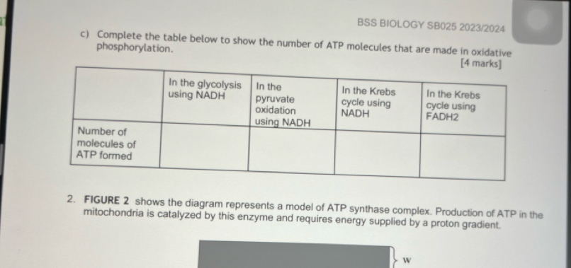 BSS BIOLOGY SB025 2023/2024 
c) Complete the table below to show the number of ATP molecules that are made in oxidative 
phosphorylation. 
2. FIGURE 2 shows the diagram represents a model of ATP synthase complex. Production of ATP in the 
mitochondria is catalyzed by this enzyme and requires energy supplied by a proton gradient. 
W