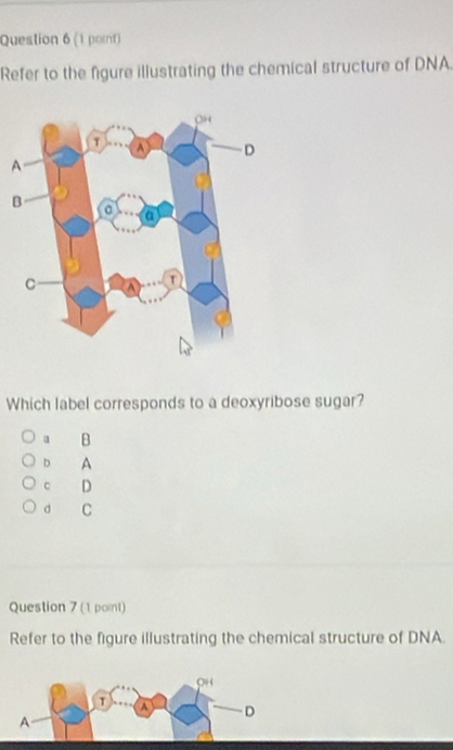 Refer to the figure illustrating the chemical structure of DNA.
Which label corresponds to a deoxyribose sugar?
a B
D A
c D
d C
Question 7 (1 poit)
Refer to the figure illustrating the chemical structure of DNA.