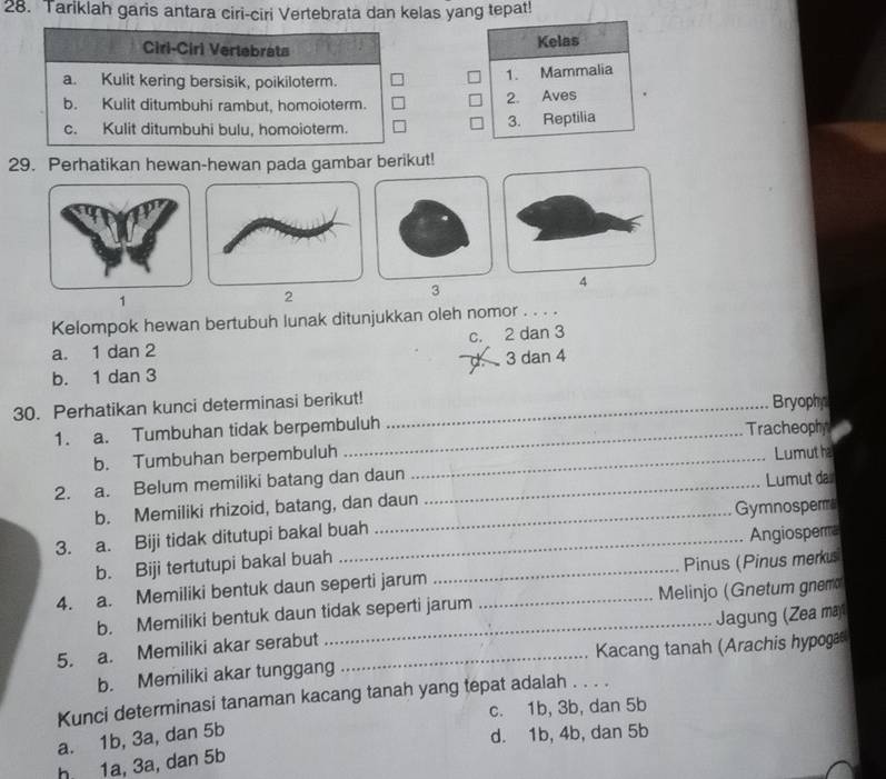 Tariklah garis antara ciri-ciri Vertebrata dan kelas yang tepat!
Cirl-Cirl Vertebrata
Kelas
a. Kulit kering bersisik, poikiloterm.
1. Mammalia
b. Kulit ditumbuhi rambut, homoioterm.
2. Aves
c. Kulit ditumbuhi bulu, homoioterm. 3. Reptilia
29. Perhatikan hewan-hewan pada gambar berikut!
3
4
1
Kelompok hewan bertubuh lunak ditunjukkan oleh nomor . . . .
a. 1 dan 2 c. 2 dan 3
b. 1 dan 3 3 dan 4
30. Perhatikan kunci determinasi berikut! _Bryophy
1. a. Tumbuhan tidak berpembuluh
Tracheophy
b. Tumbuhan berpembuluh
2. a. Belum memiliki batang dan daun __Lumut h
b. Memiliki rhizoid, batang, dan daun Lumut da
3. a. Biji tidak ditutupi bakal buah _Gymnospera
Angiospema
b. Biji tertutupi bakal buah
4. a. Memiliki bentuk daun seperti jarum __Pinus (Pinus merkusi
b. Memiliki bentuk daun tidak seperti jarum Melinjo (Gnetum gnem
Jagung (Zea ma
5. a. Memiliki akar serabut_
b. Memiliki akar tunggang Kacang tanah (Arachis hypoga
Kunci determinasi tanaman kacang tanah yang tepat adalah . . . .
c. 1b, 3b, dan 5b
a. 1b, 3a, dan 5b
d. 1b, 4b, dan 5b
h 1a, 3a, dan 5b