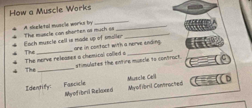 How a Muscle Works
A skeletal muscle works by_
_
The muscle can shorten as much as_
Each muscle cell is made up of smaller
are in contact with a nerve ending.
The
_
The nerve releases a chemical called a
_
stimulates the entire muscle to contract.
The
_
Identify: Fascicle Muscle Cell
Myofibril Relaxed Myofibril Contracted