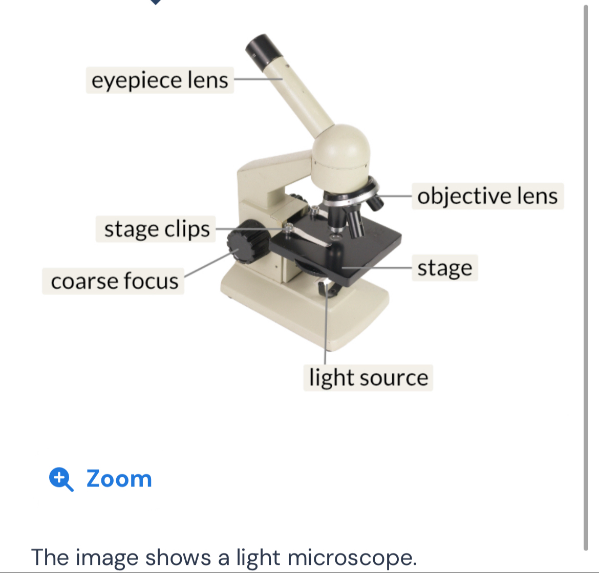 Zoom 
The image shows a light microscope.