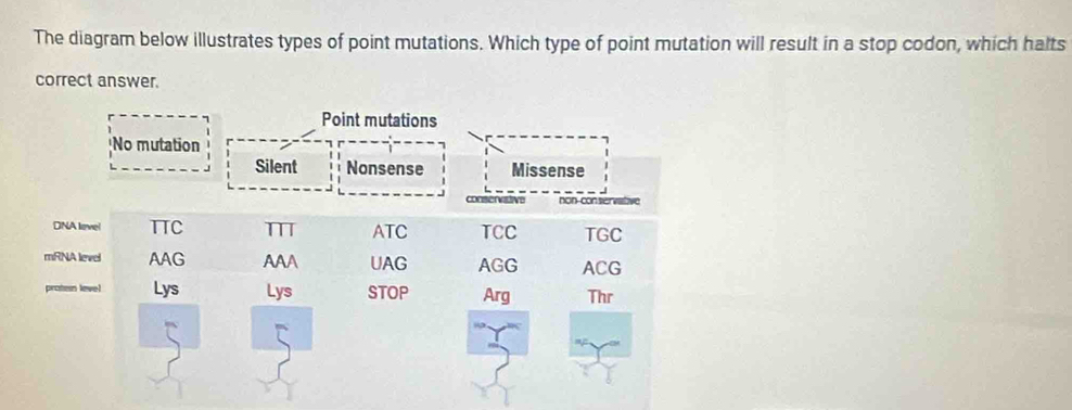 Solved: The diagram below illustrates types of point mutations. Which ...