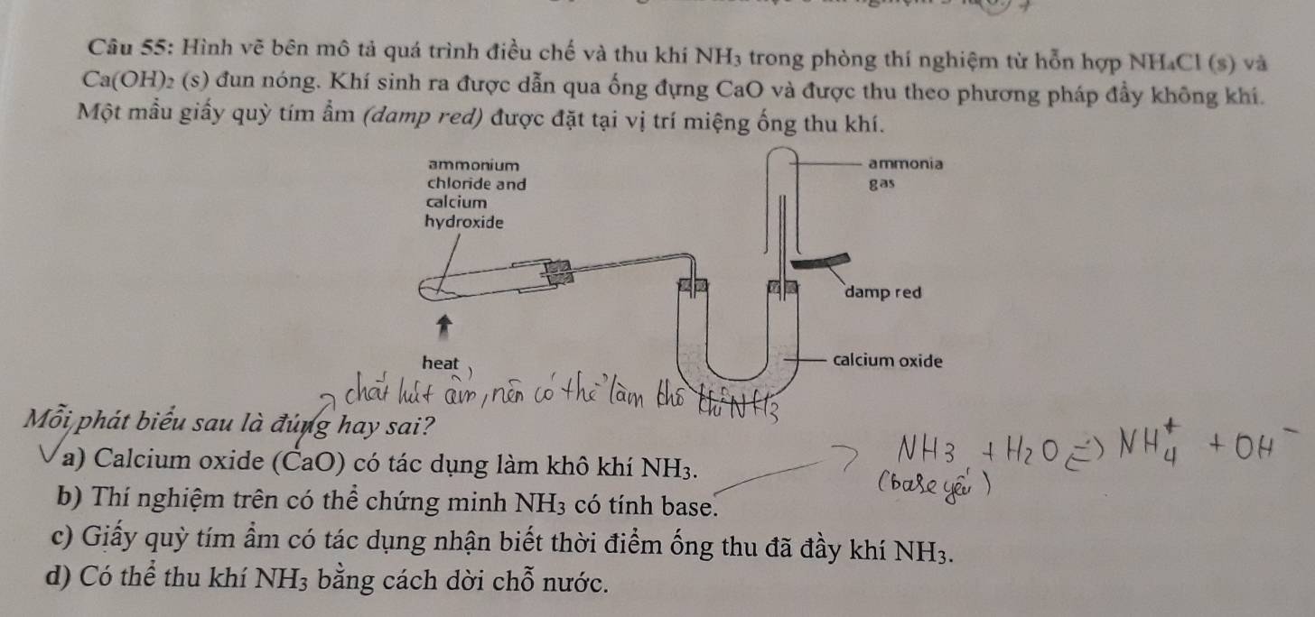 Hình vẽ bên mô tả quá trình điều chế và thu khí NH₃ trong phòng thí nghiệm từ hỗn hợp NH₄Cl (s) và
Ca(OH)₂ (s) đun nóng. Khí sinh ra được dẫn qua ống đựng CaO và được thu theo phương pháp đầy không khí. 
Một mẫu giấy quỳ tím ẩm (damp red) được đặt tại vị trí miệng ống thu khí. 
Mỗi phát biểu sau là đúng h 
a) Calcium oxide (ČaO) có tác dụng làm khô khí NH_3. 
b) Thí nghiệm trên có thể chứng minh NH_3 có tính base. 
c) Giấy quỳ tím ẩm có tác dụng nhận biết thời điểm ống thu đã đầy khí NH_3. 
d) Có thể thu khí NH_3 bằng cách dời chỗ nước.