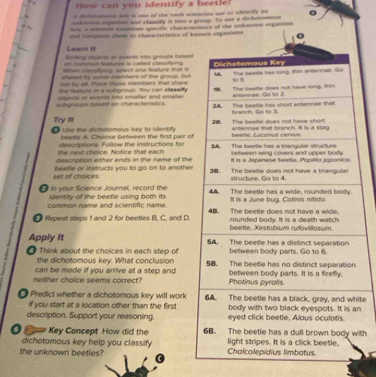 How can you identify a beetle? 
A dichotoous key is one of the tools scientists use to identify an 
uinknown neganton and classify it lsto a group. To une a dichotomoss 。 
key, a scientlst examines specific chazacteristics of the unknown organism 
and compais them to characteristics of known organisms. 
Learn It 
Sorting objects or events into groups based 
on common feitures is called classifying. 
When classifying, select one feature that is 
not by all. Place those members that share 
shared by some members of the group, but 
the feature in a subgroup. You can classify 
objects or events into smaller and smaller 
subgroups based on characteristics. 
Try It 
Use the dichotomous key to identify 
beetle A. Choose between the first pair of 
descriptions. Follow the instructions for 
the next choice. Notice that each 
description either ends in the name of the 
beetle or instructs you to go on to another 
set of choices. 
in your Science Journal, record the 
identity of the beetle using both its 
common name and scientific name. 
Repeat steps 1 and 2 for beetles B, C, and D. 
Apply it 
Think about the choices in each step of 
the dichotomous key. What conclusion 
can be made if you arrive at a step and 
neither choice seems correct? 
Predict whether a dichotomous key will work ite 
if you start at a location other than the firstn 
description, Support your reasoning. 
6 O Key Concept How did the ith 
dichotomous key help you classify 
the unknown beetles?