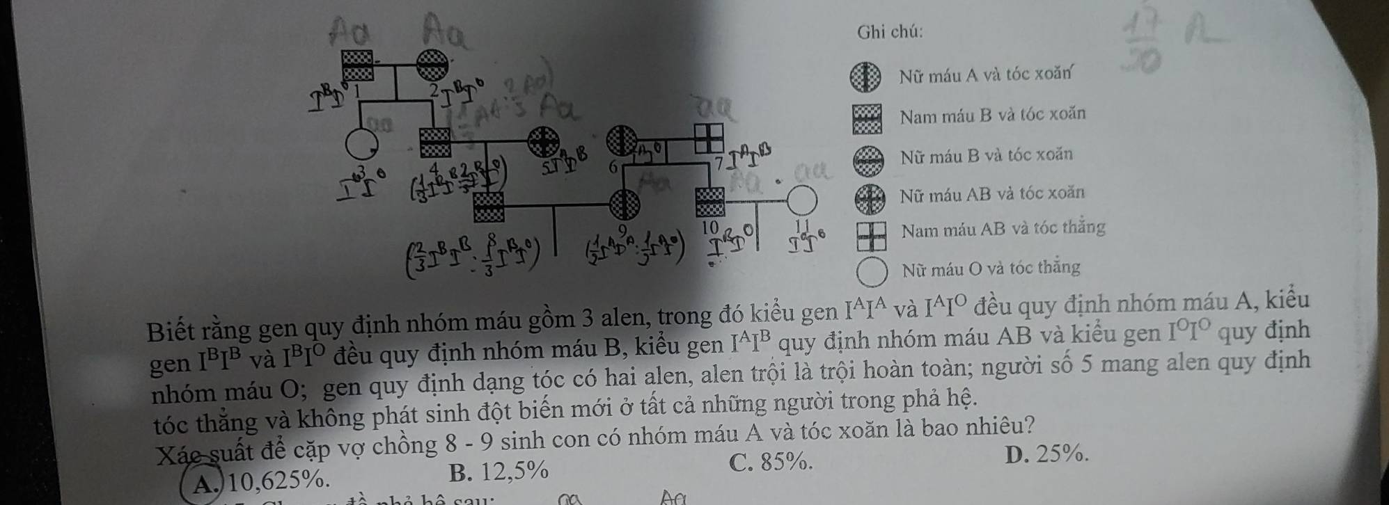 Ghi chú:
888
① Nữ máu A và tóc xoăn
Nam máu B và tóc xoăn
Nữ máu B và tóc xoăn
6
Nữ máu AB và tóc xoăn
10
Nam máu AB và tóc thẳng
Nữ máu O và tóc thắng
Biết rằng gen quy định nhóm máu gồm 3 alen, trong đó kiểu gen I^AI^A và I^AI^O đều quy định nhóm máu A, kiểu
gen I^BI^B và I^BI^(overline O) đều quy định nhóm máu B, kiểu gen I^AI^B quy định nhóm máu AB và kiểu gen I°I° quy định
nhóm máu O; gen quy định dạng tóc có hai alen, alen trội là trội hoàn toàn; người số 5 mang alen quy định
tóc thẳng và không phát sinh đột biến mới ở tất cả những người trong phả hệ.
Xác suất để cặp vợ chồng 8 - 9 sinh con có nhóm máu A và tóc xoăn là bao nhiêu?
C. 85%.
A.) 10,625%. B. 12,5% D. 25%.
na
Aa