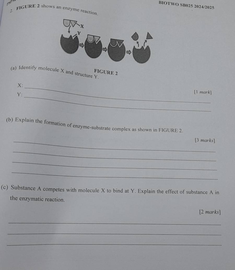 BIOTWO SB025 2024/2025 
2. FIGURE 2 shows an enzyme reaction. 
(a) Identify molecule X and structure Y. 
FIGURE 2
X : 
_
Y : 
_ 
[1 mark] 
(b) Explain the formation of enzyme-substrate complex as shown in FIGURE 2. 
_[3 marks] 
_ 
_ 
_ 
(c) Substance A competes with molecule X to bind at Y. Explain the effect of substance A in 
the enzymatic reaction. 
[2 marks] 
_ 
_ 
_