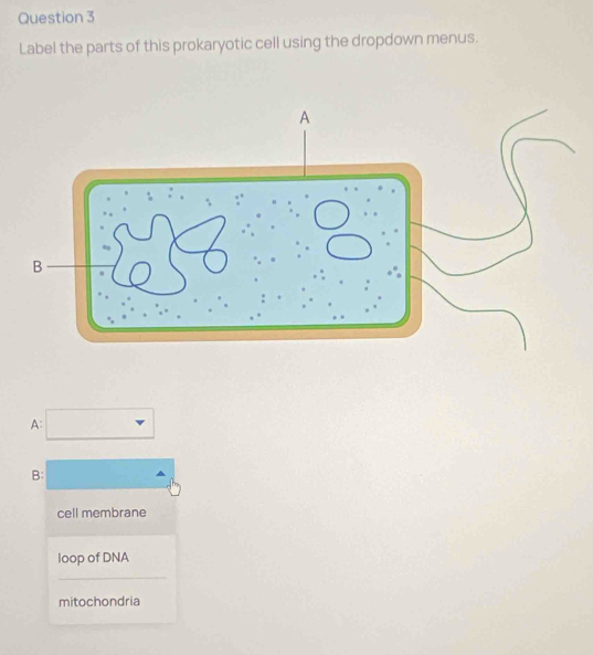 Label the parts of this prokaryotic cell using the dropdown menus. 
A: 
B: 
cell membrane 
loop of DNA 
_ 
mitochondria