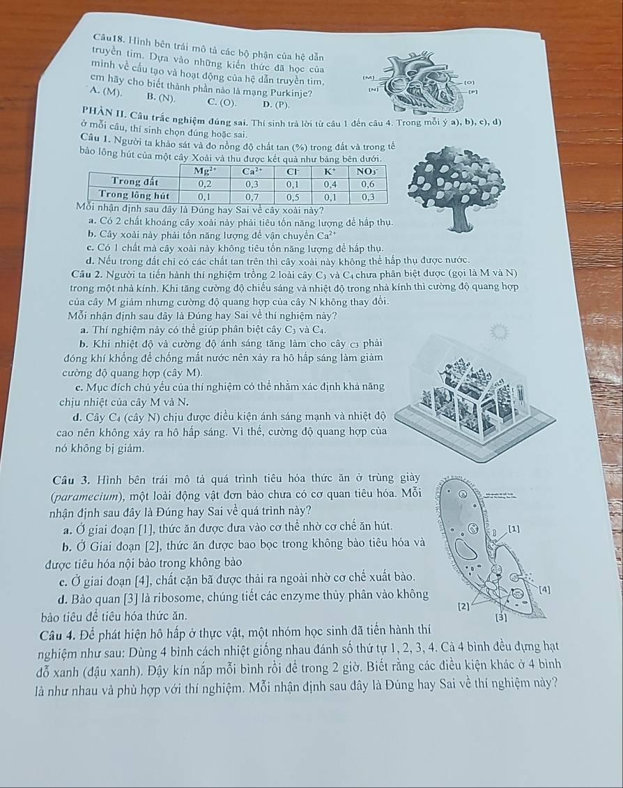 Hình bên trái mô tả các bộ phận của hệ dẫn
truyền tim. Dựa vào những kiến thức đã học của
minh về cầu tạo và hoạt động của hệ dẫn truyền tim, 
cm hãy cho biết thành phần nào là mạng Purkinje?
A. (M). B. (N). C. (O) D. (P)
PHÀN II. Câu trắc nghiệm đúng sai. Thí sinh trả lời từ câu 1 đến câu 4. Trong mỗi ý a), b), c), d)
ở mỗi câu, thí sinh chọn đúng hoặc sai.
Câu 1. Người ta khảo sát và đo nổng độ chất tan (%) trong đất và trong tế
bảo lộng hút của một cây Xoài và thu được kết quả như bảng bên dưới.
Sai về cây xoài này?
a. Có 2 chất khoáng cây xoài này phải tiêu tốn năng lượng để hấp thụ.
b. Cây xoài này phải tốn năng lượng đề vận chuyền Ca^(2+)
c. Có 1 chất mà cây xoài này không tiêu tốn năng lượng đề hấp thụ.
d. Nếu trong đất chỉ có các chất tan trên thì cây xoài này không thể hấp thụ được nước.
Câu 2. Người ta tiến hành thí nghiệm trồng 2 loài cây C3 và Cị chưa phân biệt được (gọi là M và N)
trong một nhà kính. Khi tăng cường độ chiếu sáng và nhiệt độ trong nhà kính thì cường độ quang hợp
của cây M giảm nhưng cường độ quang hợp của cây N không thay đổi.
Mỗi nhận định sau dây là Đúng hay Sai về thí nghiệm này?
a. Thí nghiệm này có thể giúp phân biệt cây C_3 và C4.
b. Khi nhiệt độ và cường độ ánh sáng tăng làm cho cây c3 phải
đóng khí khổng để chống mất nước nên xảy ra hô hấp sáng làm giảm
cường độ quang hợp (cây M).
c. Mục đích chủ yếu của thí nghiệm có thể nhằm xác định khả năng
chịu nhiệt của cây M và N.
d. Cây C4 (cây N) chịu được điều kiện ánh sáng mạnh và nhiệt độ
cao nên không xảy ra hô hấp sáng. Vì thế, cường độ quang hợp của
nó không bị giảm.
Câu 3. Hình bên trái mô tả quá trình tiêu hóa thức ăn ở trùng giày
(paramecium), một loài động vật đơn bào chưa có cơ quan tiêu hóa. Mỗi
nhận định sau đây là Đúng hay Sai về quá trình này?
a. Ở giai đoạn [1], thức ăn được đưa vào cơ thể nhờ cơ chế ăn hút.
b. Ở Giai đoạn [2], thức ăn được bao bọc trong không bào tiêu hóa và
được tiêu hóa nội bào trong không bào
c. Ở giai đoạn [4], chất cặn bã được thải ra ngoài nhờ cơ chế xuất bào.
d. Bào quan [3] là ribosome, chúng tiết các enzyme thủy phân vào không
ào tiêu đề tiêu hóa thức ăn. 
Câu 4. Để phát hiện hô hấp ở thực vật, một nhóm học sinh đã tiến hành thí
nghiệm như sau: Dùng 4 bình cách nhiệt giống nhau đánh số thứ tự 1, 2, 3, 4. Cả 4 bình đều dựng hạt
đỗ xanh (đậu xanh). Đậy kín nắp mỗi bình rồi để trong 2 giờ. Biết rằng các điều kiện khác ở 4 bình
là như nhau và phù hợp với thí nghiệm. Mỗi nhận định sau dây là Đúng hay Sai về thí nghiệm này?