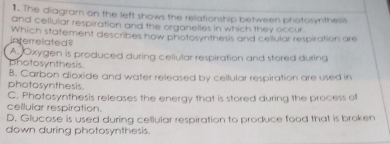 The diagram on the left shows the relationship between photosynthesis
and cellular respiration and the organelles in which they occur.
Which statement describes how photosynthesis and cellular respiration are
interrelated?
A. Oxygen is produced during cellular respiration and stored during
photosynthesis.
B. Carbon dioxide and water released by cellular respiration are used in
photosynthesis.
C. Photosynthesis releases the energy that is stored during the process of
cellular respiration.
D. Glucose is used during cellular respiration to produce food that is broken
down during photosynthesis.