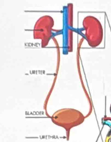 URETHRA