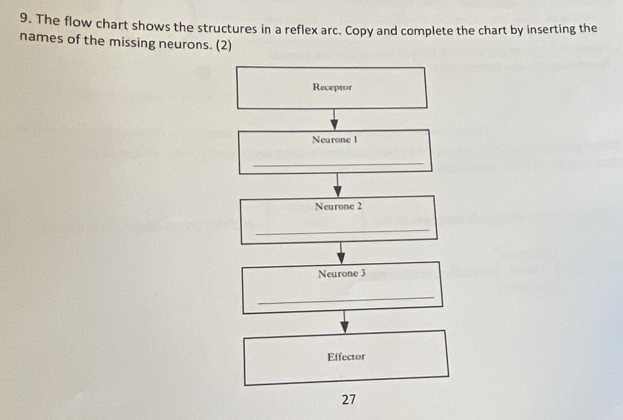 The flow chart shows the structures in a reflex arc. Copy and complete the chart by inserting the 
names of the missing neurons. (2) 
Receptor 
Neurone 1 
_ 
Neurone 2 
_ 
Neurone 3 
_ 
Effector 
27