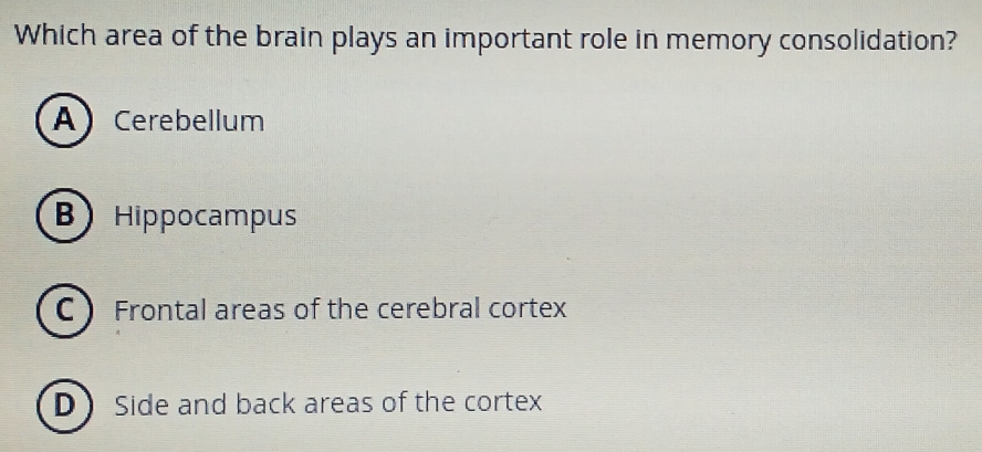 Which area of the brain plays an important role in memory consolidation?
A Cerebellum
B Hippocampus
C  Frontal areas of the cerebral cortex
D Side and back areas of the cortex