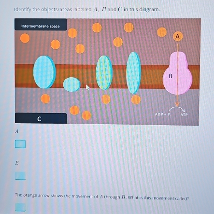 Identify the objects/areas labelled A, B and C in this diagram.
A
B
The orange arrow shows the movement of A through B. What is this movement called?