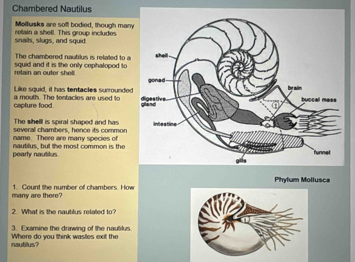 Chambered Nautilus 
Mollusks are soft bodied, though many 
retain a shell. This group includes 
snails, slugs, and squid. 
The chambered nautilus is related to a 
squid and it is the only cephalopod to 
retain an outer shell. 
Like squid, it has tentacIes surrounded 
a mouth. The tentacles are used to 
capture food. 
The shell is spiral shaped and has 
several chambers, hence its common 
name. There are many species of 
nautilus, but the most common is the 
pearly nautilus. 
Phylum Mollusca 
1. Count the number of chambers. How 
many are there? 
2. What is the nautilus related to? 
3. Examine the drawing of the nautilus. 
Where do you think wastes exit the 
nautilus?