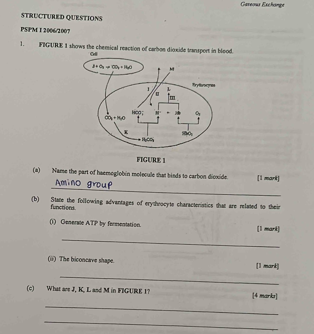 Gaseous Exchange
STRUCTURED QUESTIONS
PSPM I 2006/2007
1. FIGURE 1 shows the chemical reaction of carbon dioxide transport in blood.
(a) Name the part of haemoglobin molecule that binds to carbon dioxide. [1 mark]
_
(b) State the following advantages of erythrocyte characteristics that are related to their
functions.
(i) Generate ATP by fermentation. [1 mark]
_
(ii) The biconcave shape. [1 mark]
_
(c) What are J, K, L and M in FIGURE 1? [4 marks]
_
_