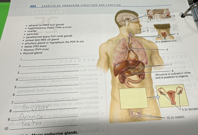 402 e x E r C IsE 25 EN DOCrINE st r u R E A N D F U NC T I O N
adrenal (a-DREE-nul) glands
hypothalamus (hypo-THAL-a-mus)
ovaries
pancreas
parathyroid (para-THY-roid) glands
pineal (pie-NEE-ul) gland
pituitary gland or hypophysis (hy-POF-ih-sis)
testes (TES-teez)
thymus (THY-mus)
thyroid gland
1
_
2
_
3
_
4
_
5
_
6
_
7
_
8
_
9 (in female
9
_
10
_
or endocrine glands.