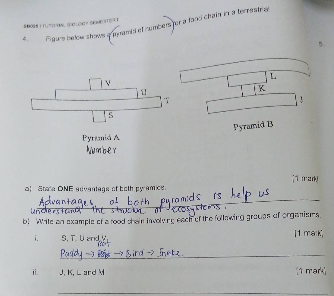 SB025 | TUTORIAL BIOLOGY SEMESTER II 
4. 
Figure below shows a pyramid of numbers for a food chain in a terrestrial 
5. 
v 
U 
T 
s 
Pyramid A 
[1 mark] 
a) State ONE advantage of both pyramids. 
_ 
b) Write an example of a food chain involving each of the following groups of organisms. 
i. S, T, U and V
[1 mark] 
_ 
ⅱ. J, K, L and M [1 mark] 
_