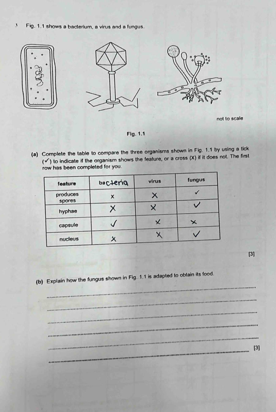 Fig. 1.1 shows a bacterium, a virus and a fungus. 
not to scale 
Fig. 1.1 
(a) Complete the table to compare the three organisms shown in Fig. 1.1 by using a tick 
 ) to indicate if the organism shows the feature, or a cross (X) if it does not. The first 
row has been completed for you. 
[3] 
_ 
(b) Explain how the fungus shown in Fig. 1.1 is adapted to obtain its food. 
_ 
_ 
_ 
_ 
_[3]