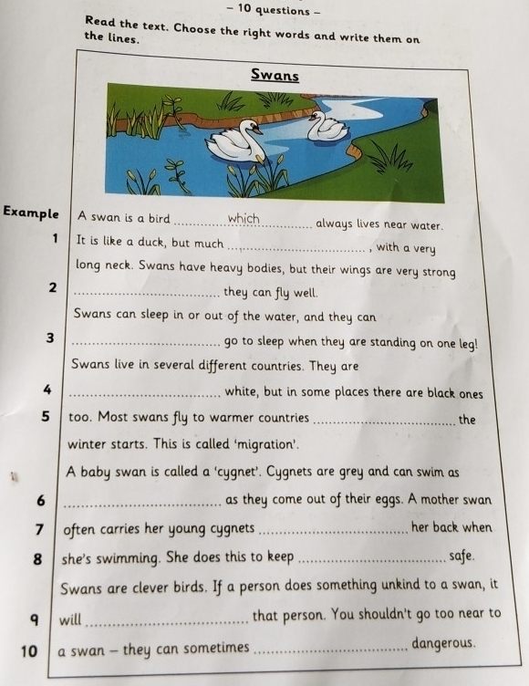 questions - 
Read the text. Choose the right words and write them on 
the lines. 
Swans 
Example A swan is a bird _which always lives near water. 
1 It is like a duck, but much _, with a very 
long neck. Swans have heavy bodies, but their wings are very strong 
_2 
they can fly well. 
Swans can sleep in or out of the water, and they can 
3 _go to sleep when they are standing on one leg! 
Swans live in several different countries. They are 
4 _white, but in some places there are black ones 
5 too. Most swans fly to warmer countries _the 
winter starts. This is called ‘migration’. 
 A baby swan is called a ‘cygnet’. Cygnets are grey and can swim as 
6 _as they come out of their eggs. A mother swan 
7 often carries her young cygnets _her back when 
8 she's swimming. She does this to keep _safe. 
Swans are clever birds. If a person does something unkind to a swan, it 
9 will _that person. You shouldn't go too near to 
10 a swan - they can sometimes _dangerous.