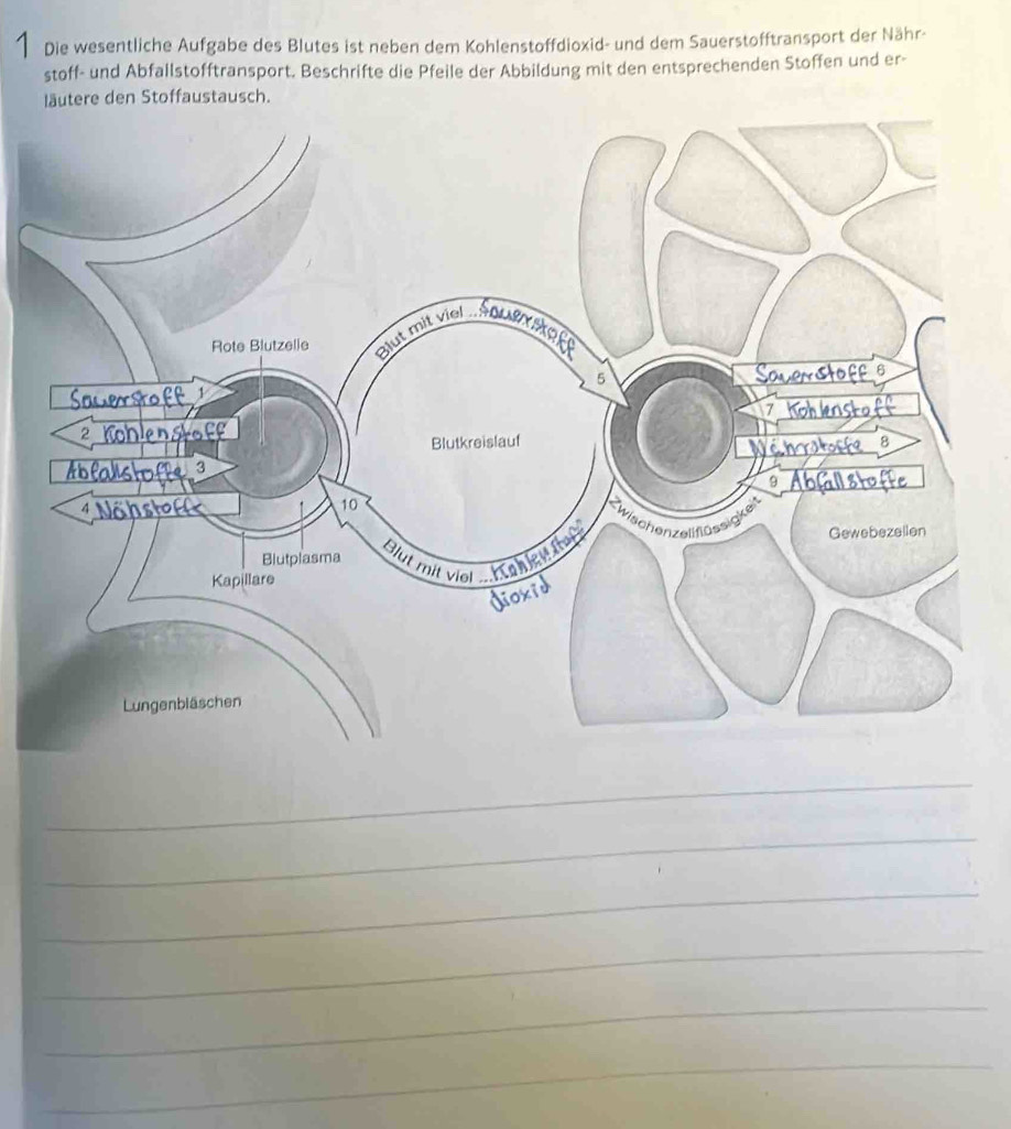 Die wesentliche Aufgabe des Blutes ist neben dem Kohlenstoffdioxid- und dem Sauerstofftransport der Nähr- 
stoff- und Abfallstofftransport. Beschrifte die Pfeile der Abbildung mit den entsprechenden Stoffen und er- 
läutere den Stoffaustausch. 
_ 
_ 
_ 
_ 
_ 
_