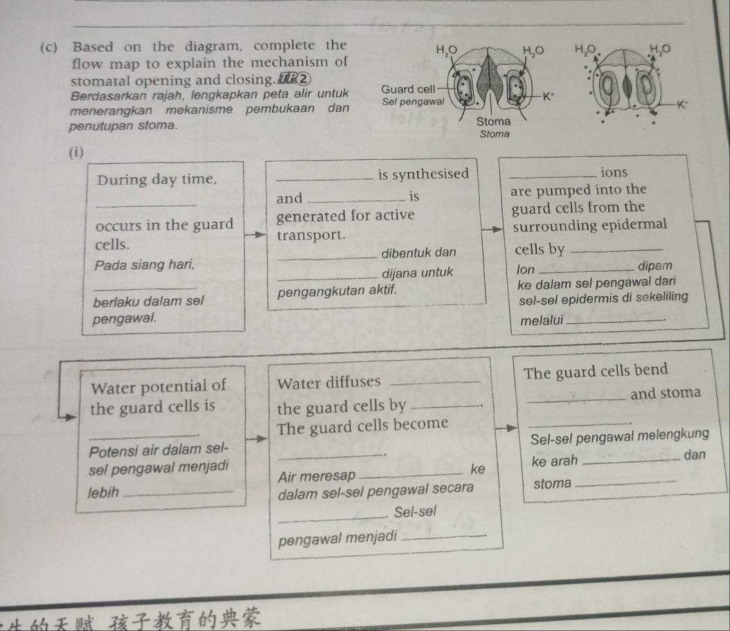 Based on the diagram, complete the
flow map to explain the mechanism of
stomatal opening and closing.  ②
Berdasarkan rajah, lengkapkan peta alir untuk 
menerangkan mekanisme pembukaan dan 
penutupan stoma. 
(i)
During day time, _is synthesised _ions
and _is are pumped into the
_occurs in the guard generated for active guard cells from the
cells. transport. surrounding epidermal
Pada siang hari, _dibentuk dan cells by
_dijana untuk Ion dipam
_berlaku dalam sel pengangkutan aktif. ke dalam sel pengawal dari
sel-sel epidermis di sekeliling
pengawal. melalui_
Water potential of Water diffuses _The guard cells bend
the guard cells is the guard cells by __and stoma
.
The guard cells become_
Potensi air dalam sel- _Sel-sel pengawal melengkung
sel pengawal menjadi Air meresap_
ke ke arah_
dan
lebih _dalam sel-sel pengawal secara stoma
_
_. Sel-sel
pengawal menjadi_