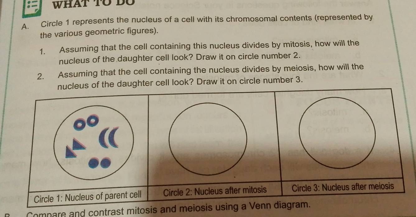 WHAt TO DU 
A. Circle 1 represents the nucleus of a cell with its chromosomal contents (represented by 
the various geometric figures). 
1. Assuming that the cell containing this nucleus divides by mitosis, how will the 
nucleus of the daughter cell look? Draw it on circle number 2. 
2. Assuming that the cell containing the nucleus divides by meiosis, how will the 
nucleus of the daughter cell look? Draw it on circle number 3. 
Circle 1: Nucleus of parent cell Circle 2: Nucleus after mitosis Circle 3: Nucleus after meiosis 
Compare and contrast mitosis and meiosis using a Venn diagram.