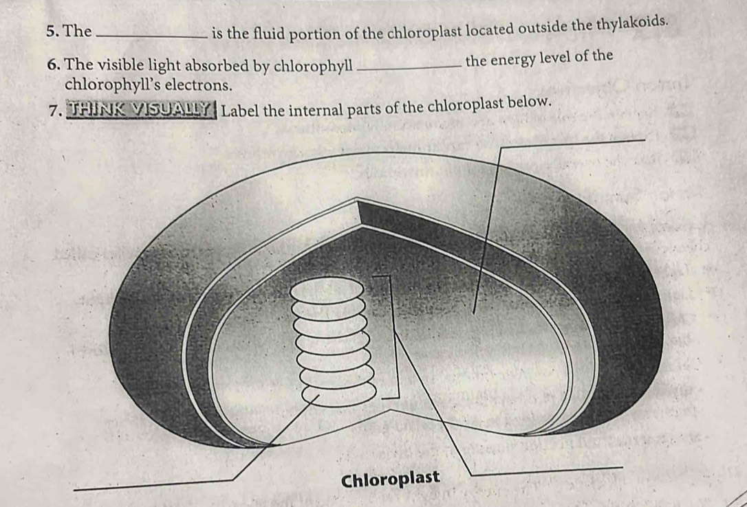 The _is the fluid portion of the chloroplast located outside the thylakoids. 
6. The visible light absorbed by chlorophyll_ 
the energy level of the 
chlorophyll’s electrons. 
7. THINK VISUALLY Label the internal parts of the chloroplast below.