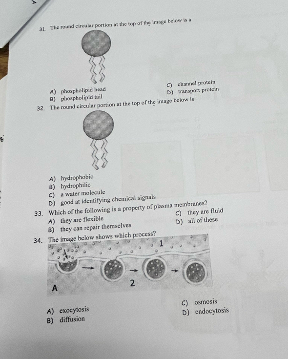 The round circular portion at the top of the image below is a
A) phospholipid head C) channel protein
B) phospholipid tail D) transport protein
32. The round circular portion at the top of the image below is
A) hydrophobic
B) hydrophilic
C) a water molecule
D) good at identifying chemical signals
33. Which of the following is a property of plasma membranes?
A) they are flexible C) they are fluid
B) they can repair themselves D) all of these
34. The image below shows which process?
A) exocytosis C) osmosis
B) diffusion D) endocytosis