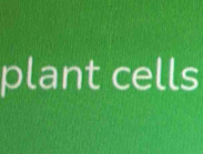 plant cells