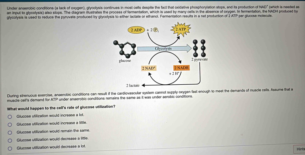 Under anaerobic conditions (a lack of oxygen), glycolysis continues in most cells despite the fact that oxidative phosphorylation stops, and its production of NAD^+ (which is needed as
an input to glycolysis) also stops. The diagram illustrates the process of fermentation, which is used by many cells in the absence of oxygen. In fermentation, the NADH produced by
glycolysis is used to reduce the pyruvate produced by glycolysis to either lactate or ethanol. Fermentation results in a net production of 2 ATP per glucose molecule.
During strenuous exercise, anaerobic conditions can result if the cardiovascular system cannot supply oxygen fast enough to meet the demands of muscle cells. Assume that a
muscle cell's demand for ATP under anaerobic conditions remains the same as it was under aerobic conditions.
What would happen to the cell's rate of glucose utilization?
Glucose utilization would increase a lot.
Glucose utilization would increase a little.
Glucose utilization would remain the same.
Glucose utilization would decrease a little.
Glucose utilization would decrease a lot. Hints