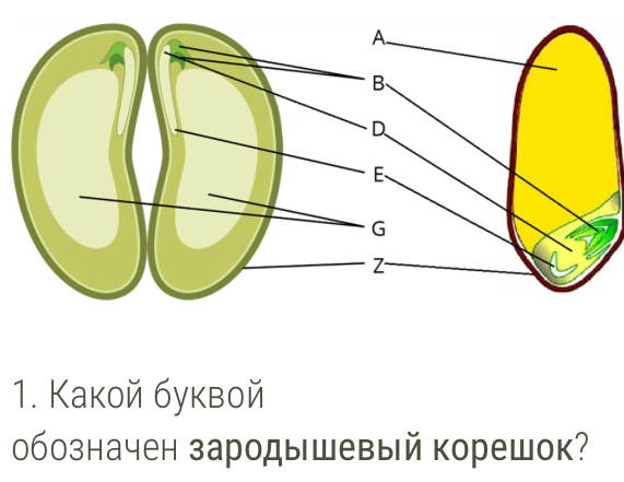 Какой буквой 
0бозначен зародышевый корешок?