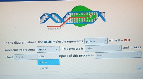 In the diagram above, the BLUE molecule represents protein while the RED 
molecule represents mRNA . This process is Select... and it takes 
place Select.., DNA irpose of this process is Select... 
mRNA 
protein