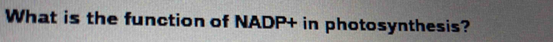 What is the function of NADP+ in photosynthesis?