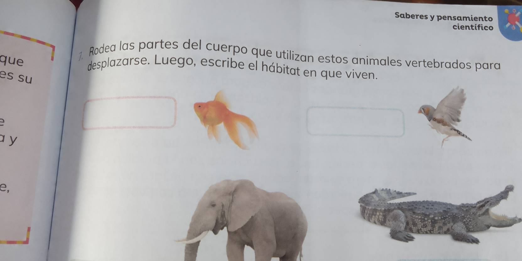 Saberes y pensamiento 
científico 
que 
7 Rodea las partes del cuerpo que utilizan estos animales vertebrados para 
desplazarse. Luego, escribe el hábitat en que viven. 
es su 
a y 
e,