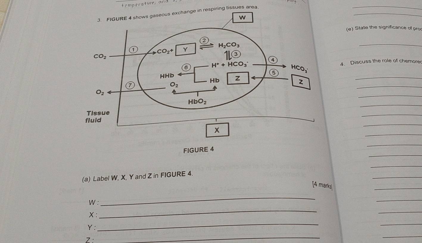 temperature, and
exchange in respiring tissues area.
_
_
(e) State the significance of pro
_
4. Discuss the role of chemore
_
_
_
_
_
_
_
_
_
_
(a) Label W, X, Y and Z in FIGURE 4.
[4 marks
_
W :
_
_
× :
_
_
Y:
_
_
Z :
_
_