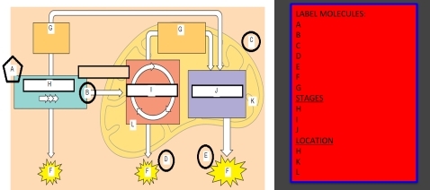 ABEL MOLECULES: 
C 
G 
TAGES 
OCATION