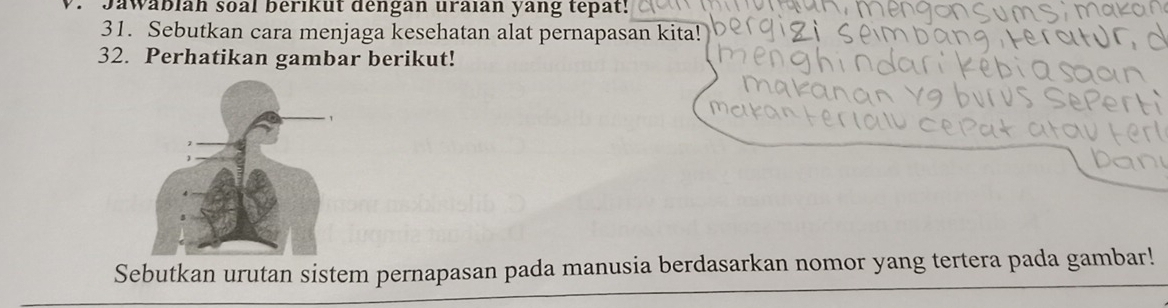 Jawabian soal berikut dengan uraian yang tepat! 
31. Sebutkan cara menjaga kesehatan alat pernapasan kita! 
32. Perhatikan gambar berikut! 
Sebutkan urutan sistem pernapasan pada manusia berdasarkan nomor yang tertera pada gambar!