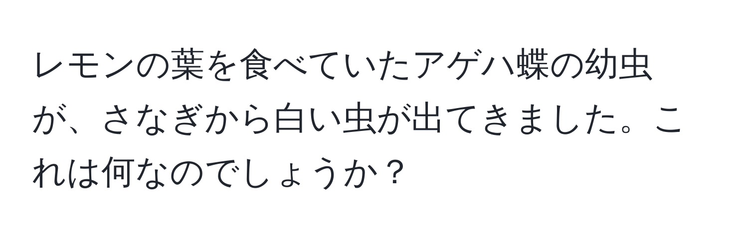 レモンの葉を食べていたアゲハ蝶の幼虫が、さなぎから白い虫が出てきました。これは何なのでしょうか？