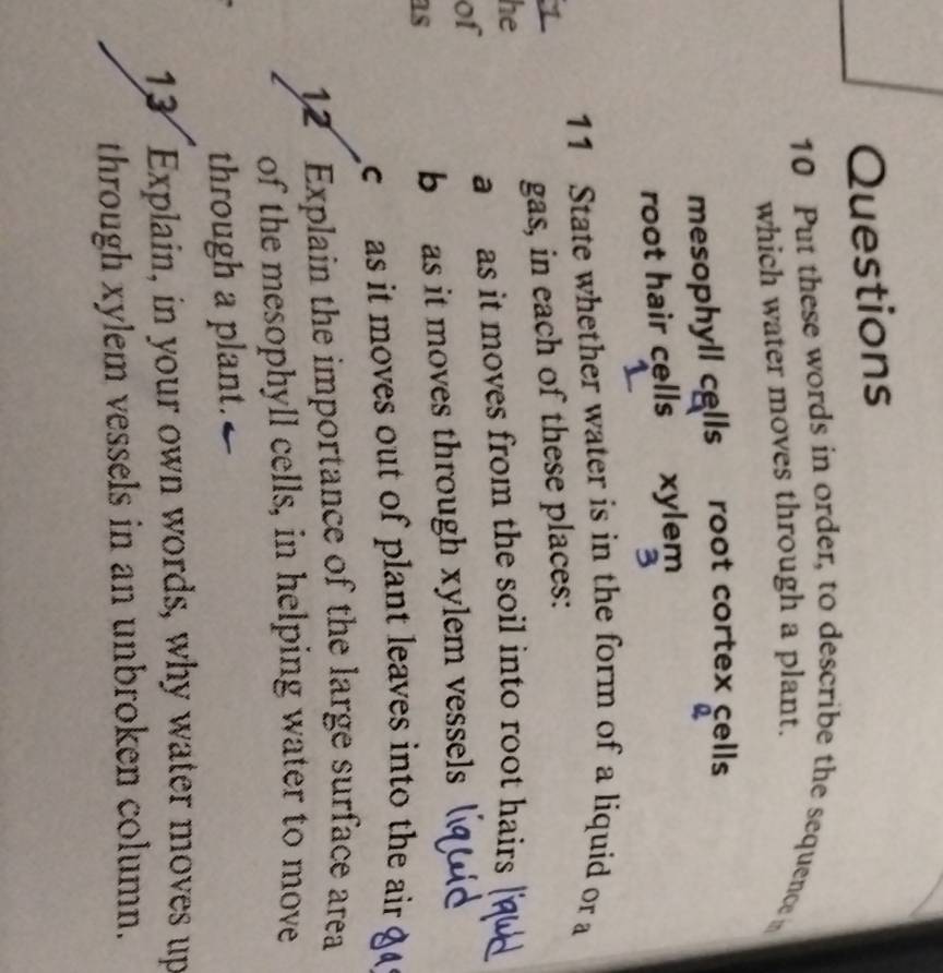 Put these words in order, to describe the sequence in 
which water moves through a plant. 
mesophyll cells root cortex cells 
Q 
root hair cells xylem
11 State whether water is in the form of a liquid or a 
gas, in each of these places: 
he 
a as it moves from the soil into root hairs 
of 
as 
b as it moves through xylem vessels 
c as it moves out of plant leaves into the air 
12 Explain the importance of the large surface area 
of the mesophyll cells, in helping water to move 
through a plant. 
13 Explain, in your own words, why water moves up 
through xylem vessels in an unbroken column.