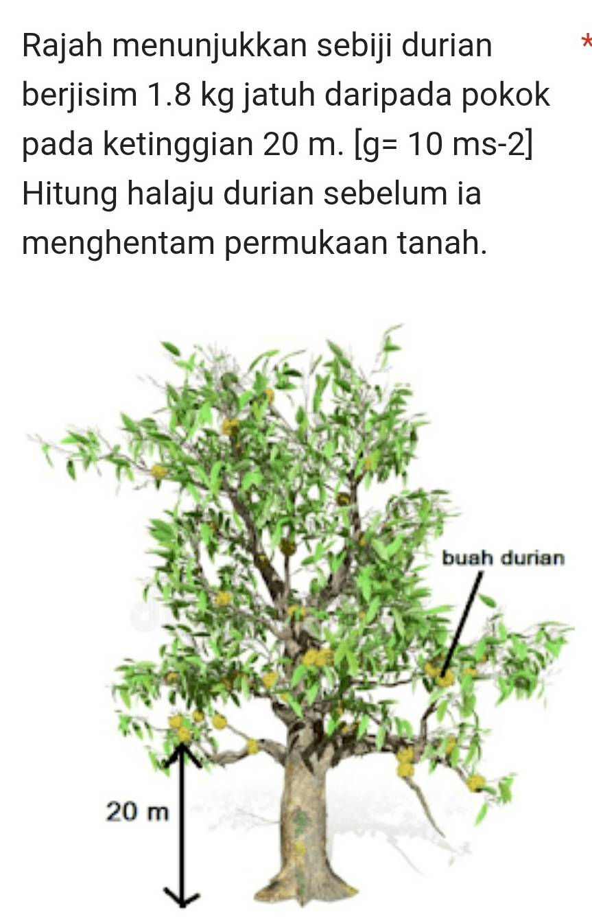 Rajah menunjukkan sebiji durian 
* 
berjisim 1.8 kg jatuh daripada pokok 
pada ketinggian 20m.[g=10ms-2]
Hitung halaju durian sebelum ia 
menghentam permukaan tanah.
n