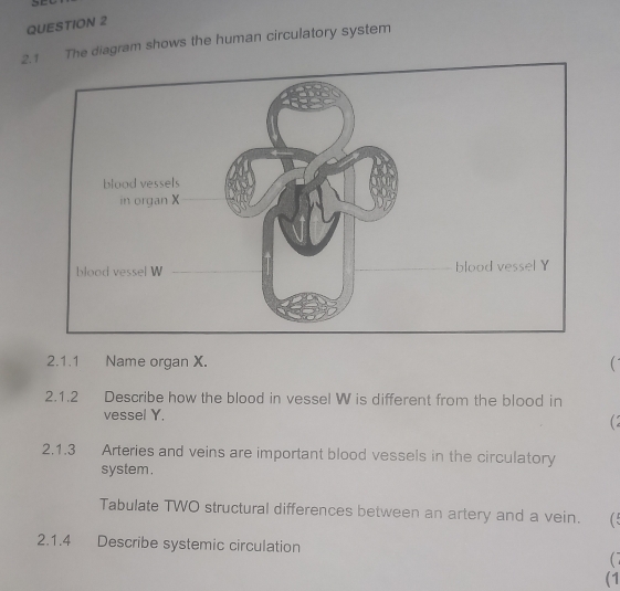 2.1 The diagram shows the human circulatory system 
2.1.1 Name organ X. ( 
2.1.2 Describe how the blood in vessel W is different from the blood in 
vessel Y. 
(2 
2.1.3 Arteries and veins are important blood vessels in the circulatory 
system . 
Tabulate TWO structural differences between an artery and a vein. 
2.1.4 Describe systemic circulation 
( 7 
(1