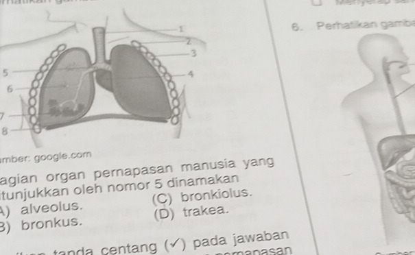 Perhatikan gamb
5
8
mber: google.com
agian organ pernapasan manusia yang
itunjukkan oleh nomor 5 dinamakan
) alveolus. (C) bronkiolus.
B) bronkus. (D) trakea.
anda centang ( √) pada jawaban
nasan