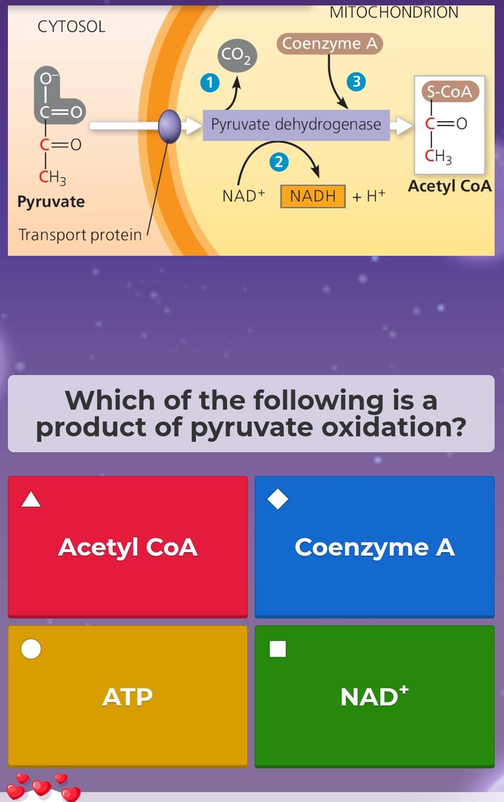 MITOCHONDRION
Which of the following is a
product of pyruvate oxidation?
Acetyl CoA Coenzyme A
ATP NAD†