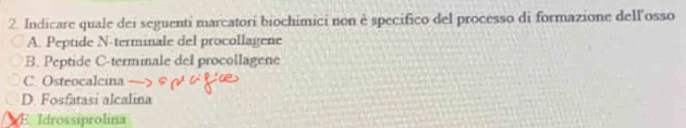 Indicare quale dei seguenti marcatori biochimici non è specifico del processo di formazione dell'osso
A. Peptide N-terminale del procollagene
B. Peptide C-terminale del procollagene
C. Osteocalcina
D. Fosfatasi alcalina
E Idrossíprolina