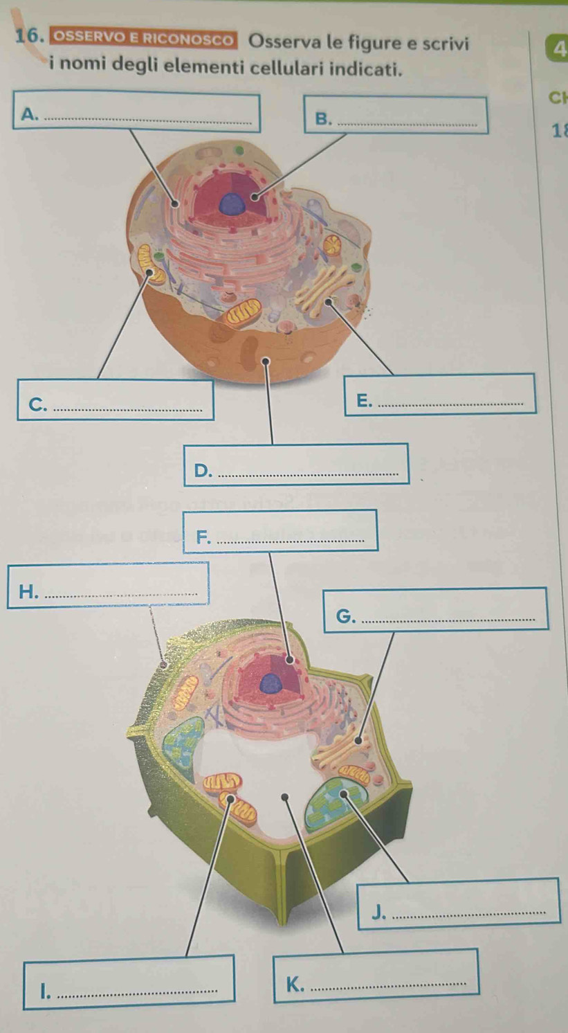 OSERVo E Riconosco Osserva le figure e scrivi 4 
i nomi degli elementi cellulari indicati. 
Cl 
18 
H. 
1._ 
K._