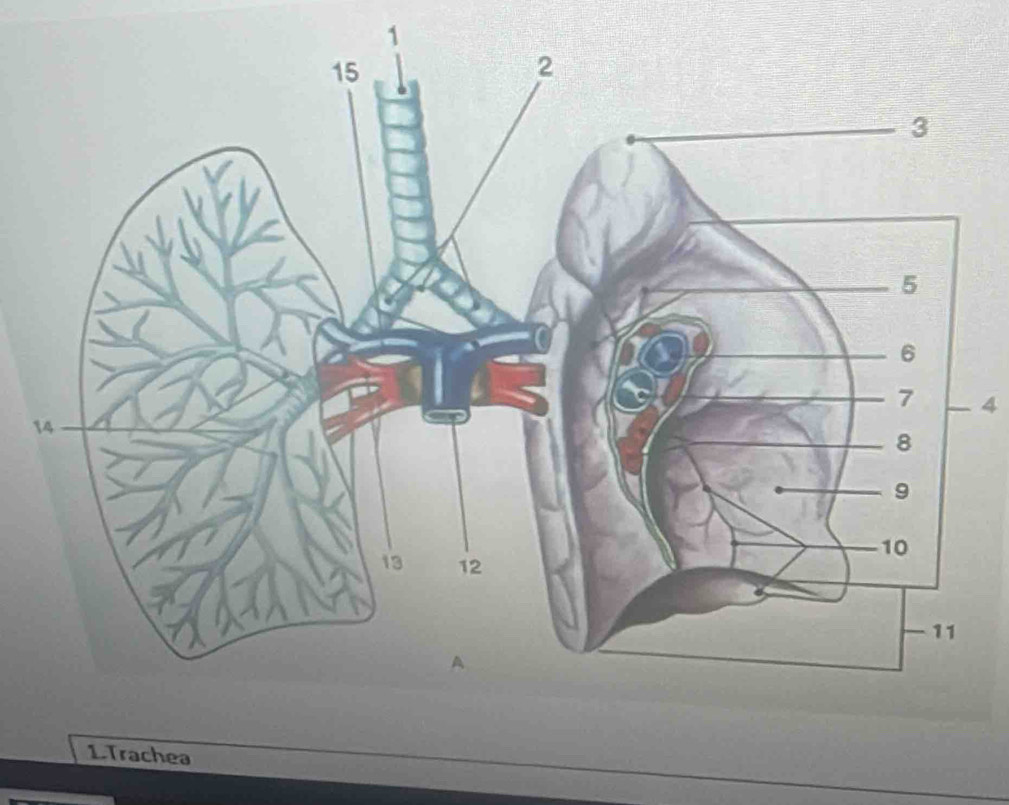 1 
4 
1 
1.Trachea